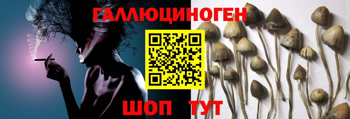 купить  цена  Псилоцибиновые грибы MAGIC MUSHROOMS  Вход с VPN  Волгодонск 